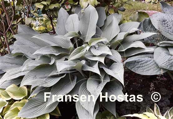 Hosta Phoenix